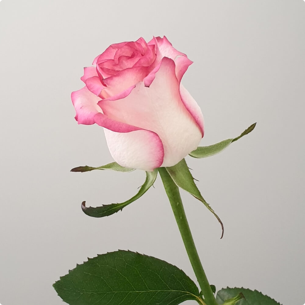 Rose Flower Bouquet - Image 3